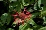 Scarlet beebalm